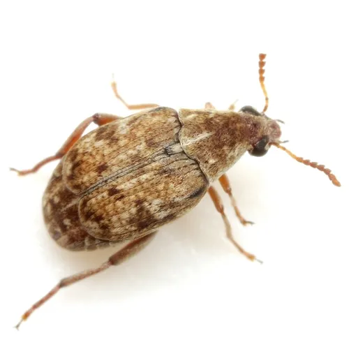 Algarobius bottimeri - photo 7