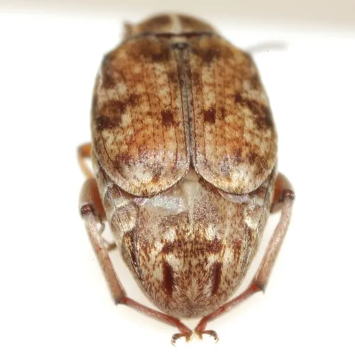 Algarobius bottimeri - photo 8
