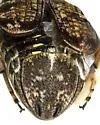 Algarobius prosopis - photo 2