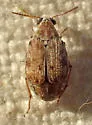 Algarobius prosopis - photo 3