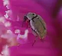 Algarobius prosopis - photo 4