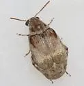 Algarobius prosopis - photo 5