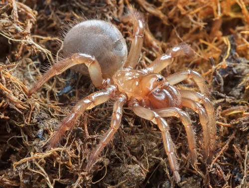 Aliatypus californicus