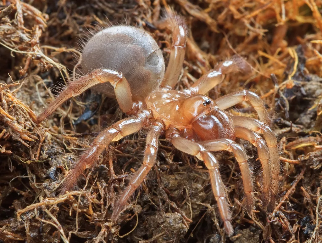 Aliatypus californicus - photo 2