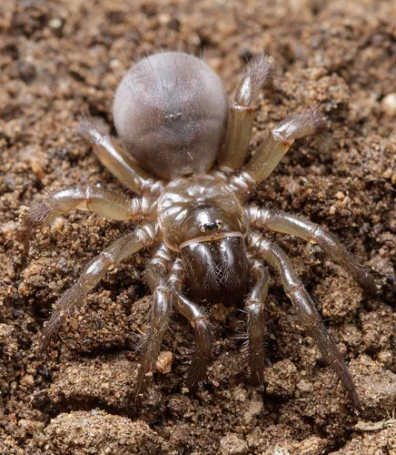 Aliatypus californicus - photo 3