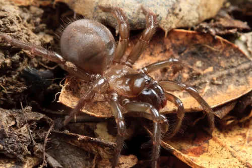 Aliatypus californicus - photo 4