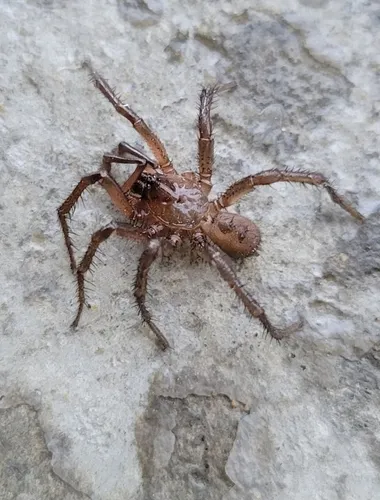 Aliatypus gulosus