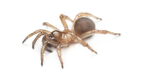 Aliatypus gulosus - photo 2