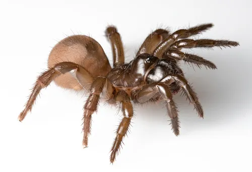 Aliatypus gulosus - photo 3