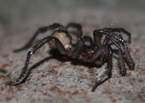 Aliatypus gulosus - photo 4
