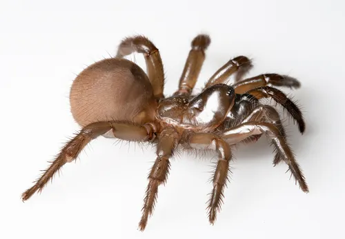 Aliatypus gulosus - photo 5