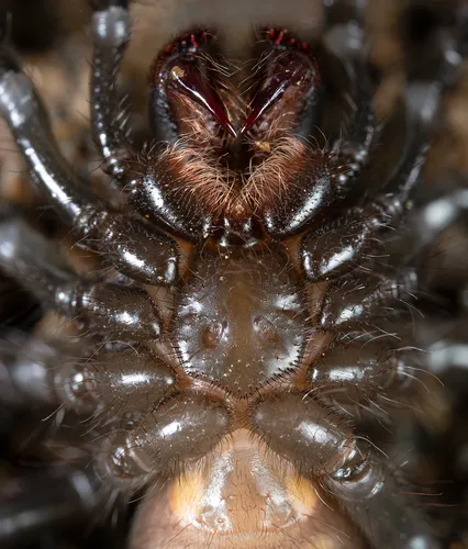 Aliatypus plutonis - photo 2