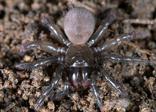 Aliatypus plutonis - photo 3