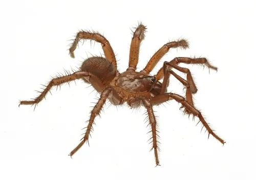 Aliatypus plutonis - photo 4