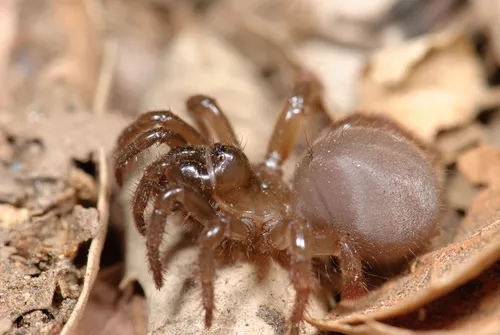 Aliatypus plutonis - photo 5
