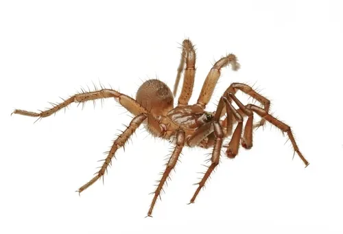 Aliatypus plutonis - photo 6