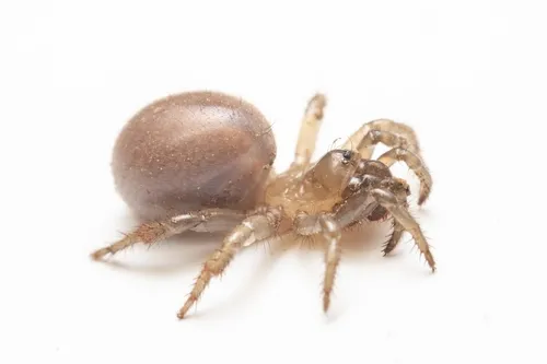 Aliatypus plutonis - photo 7