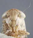 Aligia acutata - photo 3