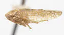 Aligia bifurcata