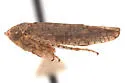 Aligia californica