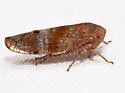Aligia meridiana