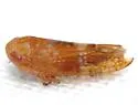 Aligia modesta