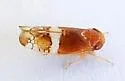 Aligia turbinata