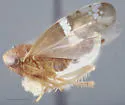 Aligia turbinata - photo 3