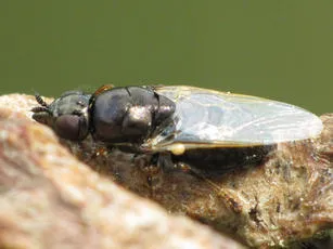 All-black Snout - photo 2