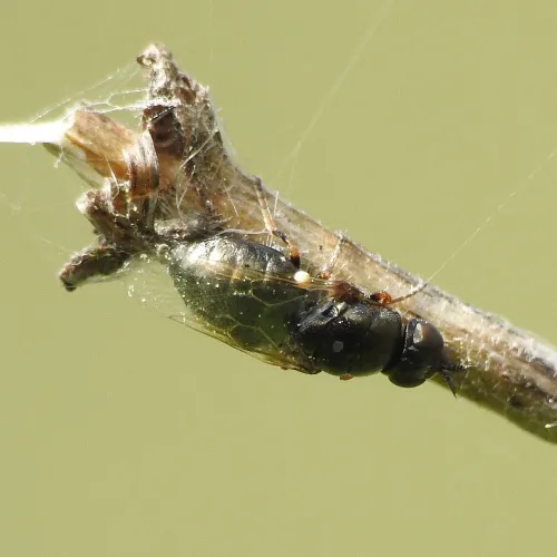 All-black Snout - photo 4