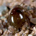 Allacma fusca - photo 4