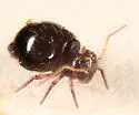 Allacma purpurescens - photo 2