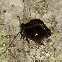 Allacma purpurescens - photo 3