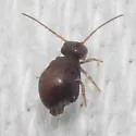 Allacma purpurescens - photo 4