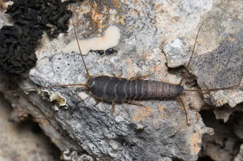 Allacrotelsa kraepelini