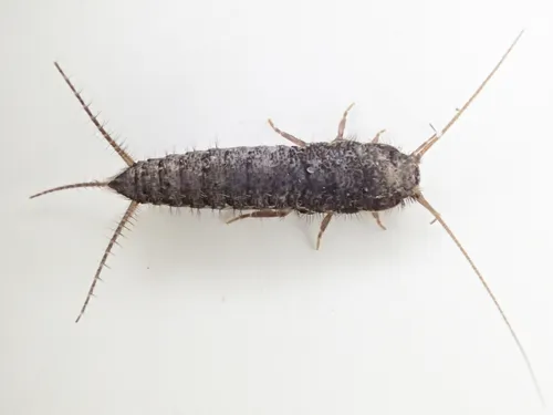 Allacrotelsa spinulata