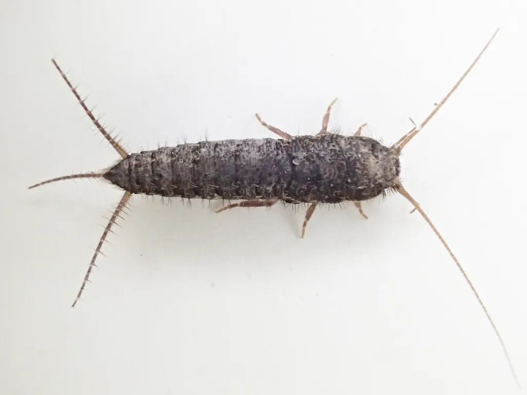 Allacrotelsa spinulata - photo 2