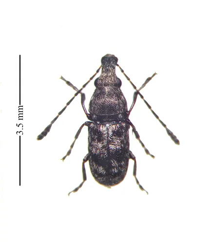 Allandrus bifasciatus - photo 4