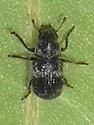Allandrus populi - photo 2