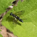 Allantus albolabris
