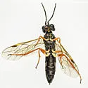 Allantus albolabris - photo 3