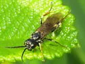 Curled Rose Sawfly