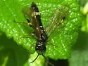 Curled Rose Sawfly - photo 2