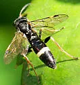 Curled Rose Sawfly - photo 3