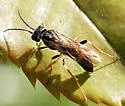 Curled Rose Sawfly - photo 4