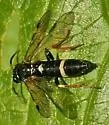 Curled Rose Sawfly - photo 5