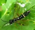 Allantus mellipes