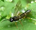 Allantus mellipes - photo 2
