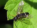 Allantus mellipes - photo 3