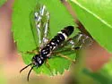 Allantus mellipes - photo 4